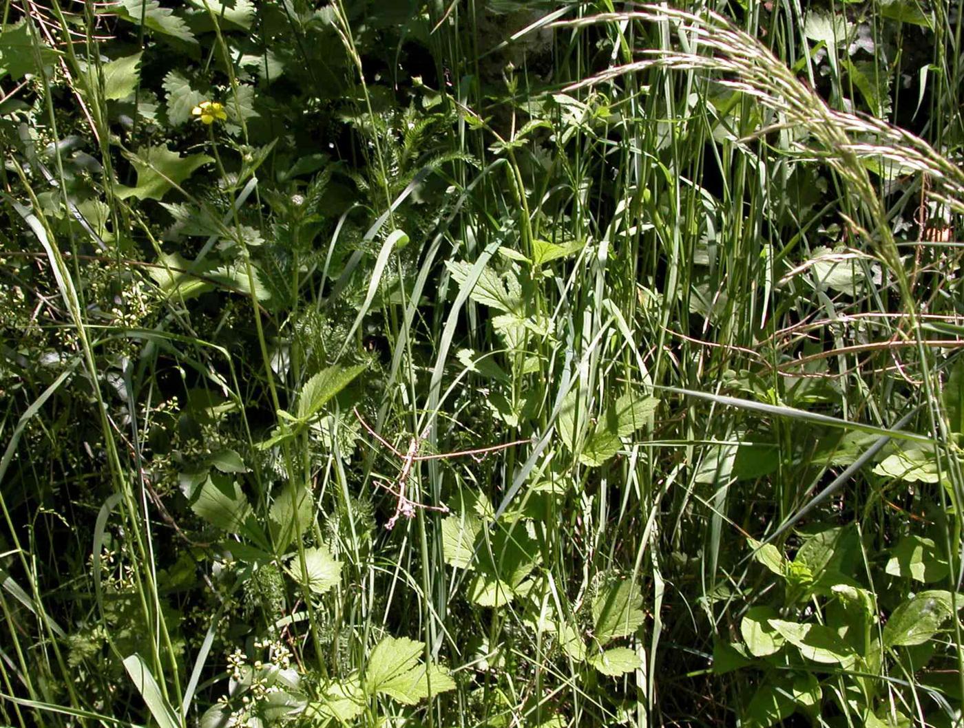 Avens, Wood plant